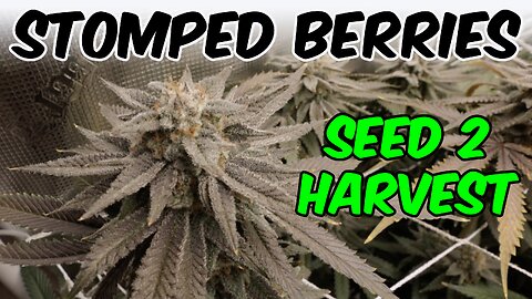 SEED to HARVEST in TIMELAPSE Stomped Berries Cannabis Home Grow KS5000