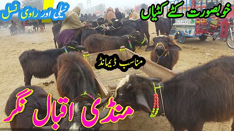 Pure Nili Ravi Ki Khobsurat Katyan |katta price | Iqbal Nagar mandi | Buffalo baby price in pakistan