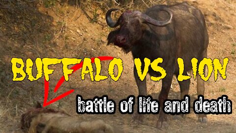 OMG Buffalo vs lion fight