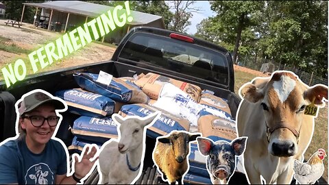 How we save money on feed | Three Little Goats Homestead Vlog