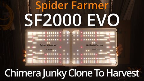 Spider Farmer SF2000 EVO: Chimera Junky Grow Cycle Clone To Harvest