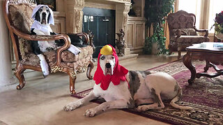 Pilgrim & Turkey Great Danes Enjoy Happy Thanksgiving Chat