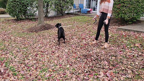Dog loves leaves!