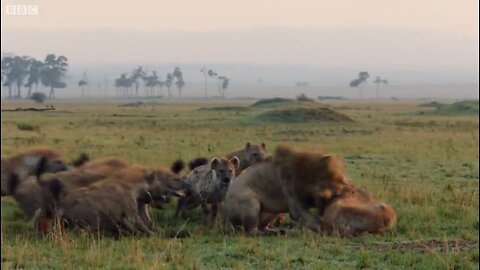 Hyena trapped lion for brutal fight !! Find out who will win !!👆👆😲😲