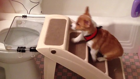 Incredibly Smart Puppy Gets Potty Trained To Use The Toilet Like Her Human Companion