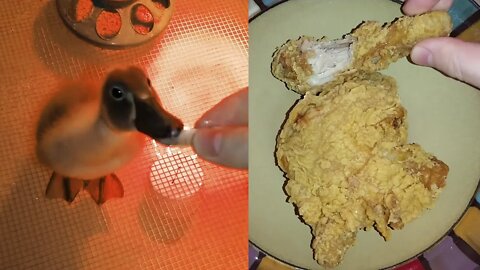 Duckling Loves Fried Chicken 🤢