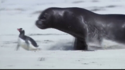 Seals are hunting penguins on the beach