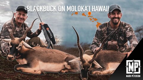 Blackbuck Antelope: Moloka'i Hawaii | Mark Peterson Hunting