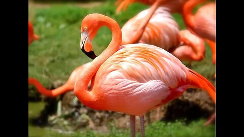 TOP 10 MOST BEAUTIFUL BIRDS IN THE WORLD