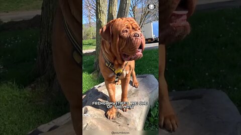 French Mastiff 🐶 Unbelievable Size and Sweetness!