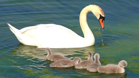 Mother Mute Swan with the Five Cygnets