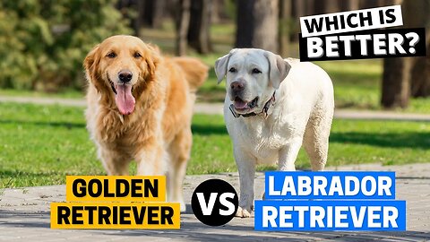 Golden Retriever vs. Labrador Retriever: Which Is Better?