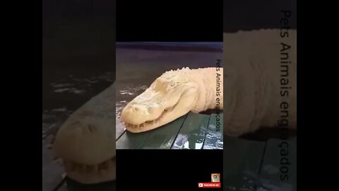 Crocodilo albino raro #shorts