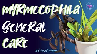 Myrmecophila GENERAL CARE | Self watering & Semi Hydro | Inorganic medai #CareCollab