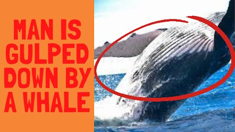 Man is Gulped Down by a Whale
