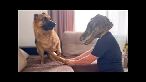 German Shepherd Pranked By Crocodile Mask