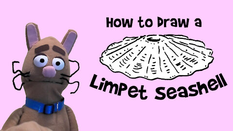 How to Draw a Limpet Seashell