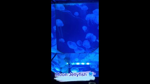 Amazing Moon Jellyfish 🪼 | Dingle Kerry Ireland 🇮🇪 #viral #viralvideo #shorts