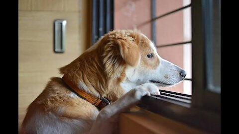 See what the dog is with its owner absent from a while