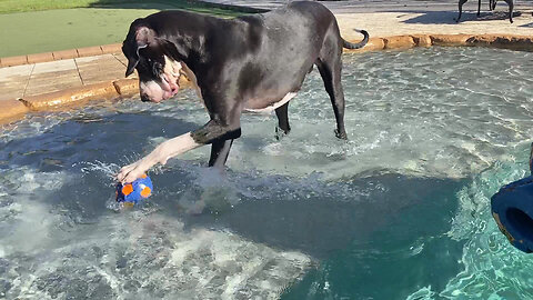 Funny Great Dane Plays Water Soccer Game In The Pool