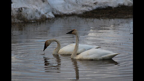 Trumpet Swans in Fairbanks, Alaska in May 2023 [알래스카 오로라 빙하 디날리국립공원 북극권 여행]