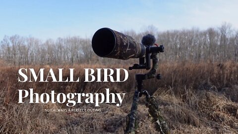 Small bird photography