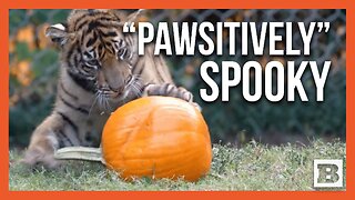 Playful Tiger Cubs Dive Into Halloween Spirit with Pumpkins at Memphis Zoo