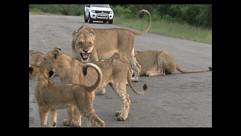 Pride of Lions Fight Right Next to Our Vehicle
