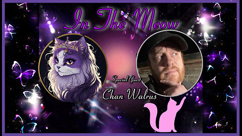In The Meow | With Special Guest Chan Walrus