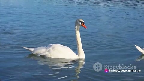 The Serenity of Swans: Graceful Waterfowl in Nature