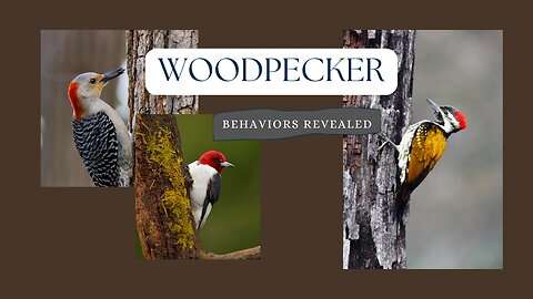 Unsung Heroes of the Forest- Woodpeckers