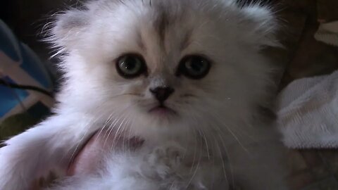 Meet Silvia Our New Kitten! 😻