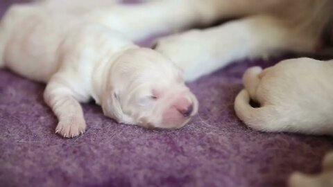 Newborn Golden Retriever puppies suck breast milk 3