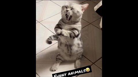 Funny cat videos #2