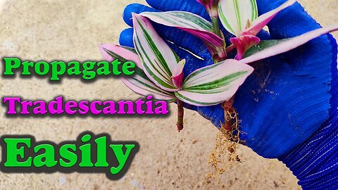 Tradescantia propagation | How to propagate Tradescantia in soil?