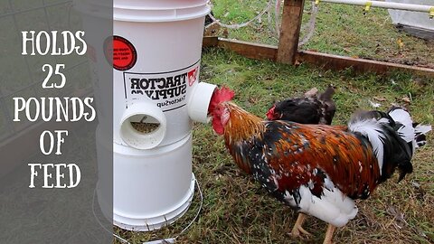 Diy Automatic Chicken Feeder (easiest way to feed your chickens with a 5_gallon Bucket