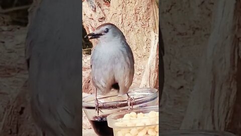 Taking Care Of Business 🤣 Watch This Crazy Cat Bird!!