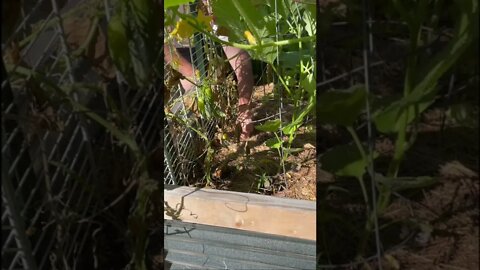 Planting another round of cucumbers in July #shorts