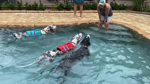 Trio of Great Danes play in the pool together