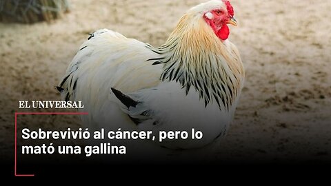 Sobrevivió al cáncer, pero lo mató una gallina