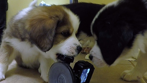 Adorable Puppies Are Having Blast Playing With Camera