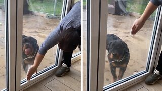 Pup eager to "help" owner clean the glass door