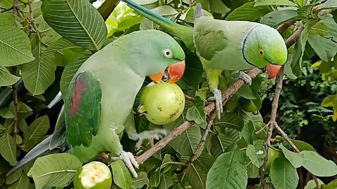 Indian Ringneck Parrot Talking and Eating Guava on Tree