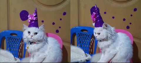 *Kitten's New Year Costume* Kitten Getting Ready For New Year Party