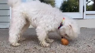 Dog with no teeth enjoys a tasty treat