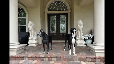 Great Dane Weather Watch Dogs Check Out Incoming Florida Storm