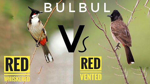 Red Vented Bulbul Vs Red Whiskered Bulbul ( Window Birding ) bird photography