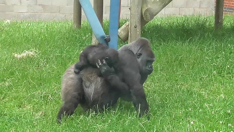 Gorilla mother and her baby "backpack"