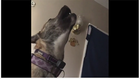 Dog howls in protest when owner arrives home late