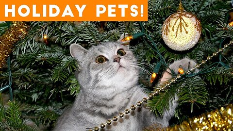 Cutest Holiday Pets Compilation 2023 | Funny Pet Videos